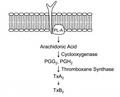 Membrane with agonist receptor in membrane. 

In platelets one of the primary events - PL-A cleaves phospholipids generating arachidonic acid. Arachidonic acid can then be converted to PGG2 as shown etc

Mechanism thought to help membranes fuse.