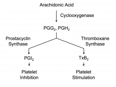 Without prostacyclin, you'd be forming platelet aggregates all the time and that wouldn't be good.
