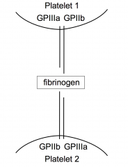 Integrins on platelet surface mediate platelet interaction
GPIIb interacts with fibrinogen which interacts with GPIIb and GPIIIa resulting in platelet aggregation