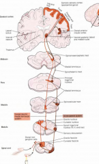 

Prikkel --> nervus spinalis --> tweede-orde neuron(dorsale hoorn) --> kruist op zelfde niveau als spinale zenuw --> tractus spinothalamicus --> schakelt over in thalamus --> derde-orde neuron --> primaire sensibele cortex 

