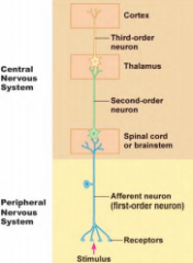 Liggen in ruggenmerg/hersenstam
Axon kruist naar andere zijde en schakelt over op derde-orde neuron