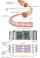 Muscle cell contraction relies on the interaction between
protein structures called thin and thick filaments. two strands of polymerized actin
are coiled around one another; similar actin structures
called microfilaments function in cell motil...