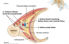 - Axillary Artery 
- Axillary Vein 
- Axillary Lymph Nodes 
- Brachial Plexus (terminal branches) 
- Tendons of the biceps brachii 
- Coracobrachialis muscles