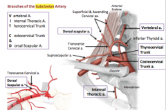 Branches of subclavian a. include: (mneumonic – VIT C & D)

					! 

* Vertebral A.

					
						
							!  
* Internal Thoracic (mammary) A.

						
						
							!  
* Thyrocervical Trunk: 
        • Suprascapular a., ascen...