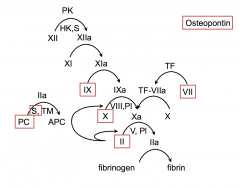 vit K dependent proteins ; factors 2,7,9 and 10
