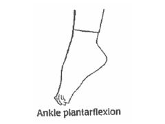 Moving the ankle down (toes to the ground)