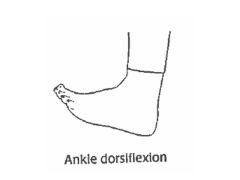 Moving the ankle upwards (toes to the sky)