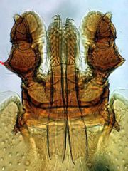 Lateral projections on palpsInornate
Short palps and hypostome
No eyes
Well defined festoons
3-host tick
