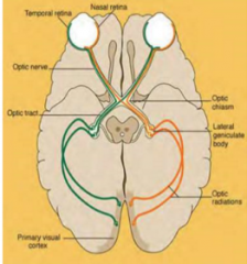 De nasale en temporale retina