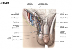 MALE INGUINAL CANAL


Males:spermatic cord 

•Externalspermatic fascia derived from the external oblique aponeurosis 

•Cremastericfascia & muscle derived from the internal oblique muscle & fascia 

•Internalspermatic fascia derived from the...