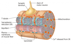 sarcoplasmic reticulum (SR). A specialized endoplasmic
reticulum that regulates the calcium
concentration in the cytosol of muscle cells.