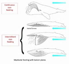 En bardval är en val med förhornad gomlist och TVÅ blåshål.
Continuos ram feeding - Simma med öppen mun
Intermittent ram feeding - Öppnar och stänger munnen.