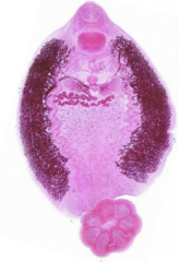 Calicotyle sp.