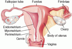 -perimetrium (outermost layer)
-myometrium (middle layer)
-endometrium (innermost layer)