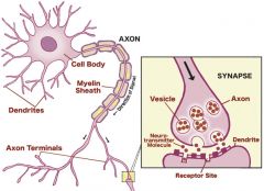 Synapse : communication between neurons
