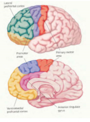 Lateraal prefrontaal(groen): Planning, probleemoplossend vermogen

Orbitofrontaal/ventromediaal(geel): Sociaal gedrag, emotionele planning en sturing van gedrag