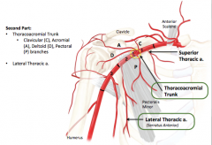 Thoracoacromial trunk: acromial, deltoid and pectoral branches
! 

Lateral thoracic a. (supplies lateral thoracic wall including Serratus

							anterior)