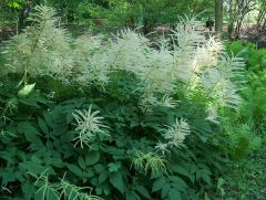 broad fern like foliage, like overgrown astilbe, giant white creamy plumes for flowers