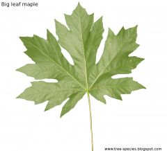 Com. name: big leaf maple
