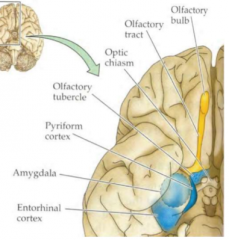 Interpreteert reuk, (reuk kan ervoor zorgen dat je juiste partner kan vinden)

Amygdala krijgt direct informatie vanuit olfactoire cortex.

Vaak hebben we zonder er bewust van te zijn een emotionele respons op informatie die de olfactoire cortex ...