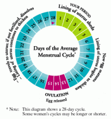 Menstrual cycle: