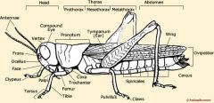 head, thorax, abdomen, antennae, compound eyes, ocelli, pronotum, forewing, hindwing, spiracles, ovipositor, coxa, trochanter, femur, tibia, tarsus, tarsal claw