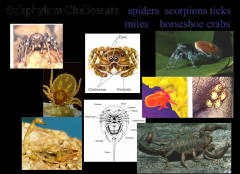 -spiders, mites, ticks, scorpions, daddy longlegs, horseshoe crabs
-Mouthparts are Chelicerae (pincers or fangs)
-pedipalps modified for capturing prey, sensing the enviornment, or copulating
-two body regions: a cephalothorax (fused head and t...