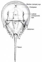 *Limulus*
-Horseshoe Crabs
-existing since cambrian period
-carapace: horseshoe shaped covering the cephalothorax
-The ventral surface includes five pairs of appendages modified as walking legs
-book gills are where gas exchange occurs