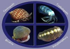 Class Polyplacophora (chitons)
Class Scaphopoda (tooth/tusk shells)
Class Gastropoda (snails, nudibranchs, slugs, abalone)
Class Bivalvia (clams oysters, mussels, scallops)
Class Cephalopoda (squid, octopuses, nautiluses)