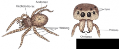-Scorpions, Ticks, Mites, Daddy Longlegs, Spiders
-Cephalothorax has chelicerae modified as fangs
-has pedipalps to manipulate food and sense the enviornment
-has four pair of walking legs
-spiders: two body regions and 8 legs
-insects: three...