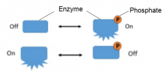 Enzymes can be activated or "turned on" by addition or removal of a phosphate group, lipid or carbohydrate. 