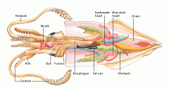 mantle, fins, tentacles, arms, eyes, funnel (siphon), beak, mouth, funnel retractor muscles, ctenidia (gills), ink sac, systemic heart, branchial hearts (top of ctenidia), 
male: cecum, testes
female: ovary, nidamental glands, accessory nidament...