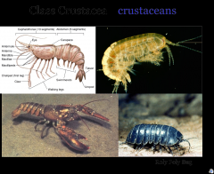 -crayfish, Crabs, Shrimps
-have fundamentally biramous or double branched appendages.
-have two pairs of antennae 
-have compound eyes
-opposing mandibles

               Subphylum Crustacea
		 Class Crustacea
		     *Cambarus