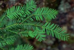 Genus: Taxus
Trivial: brevifolia 
Family: Taxaceae
*looks like sick redwood