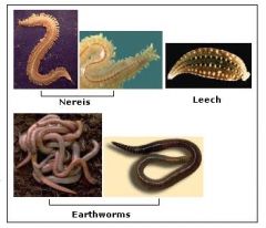 -Class Polychaeta (sandworms, clam worms, tubeworms, fanworms, scaleworms, lug worms)
-Class Oligochaeta (earthworms, angleworms, blackworms)
-Class Hirudinida (Hirudinea= leeches)