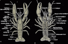 -Two regions: a cephalothorax covered by a carapace and an abdomen
-Five anterior pairs of crustacean appendages are modified into first antennae, second antennae, mandibles, maxillae, and maxillipeds.
-Male swimmerets shaped to transfer sperm
...