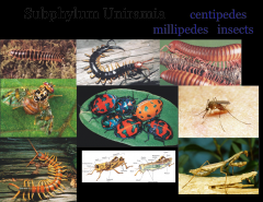 -centipeds, millipedes, and insects
-they have a uniramous, or single branched appendages
 
                Class Chilopoda
		Class Diplopoda
		Class Insecta
                     Romalea