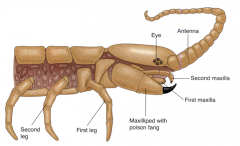 -centipedes
-each body segment bears a pair of legs
-The large fangs on the head are not mandibles but are maxillipeds
-carnivorous