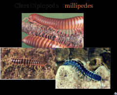 (Millipedes)
-herbivores
-each segment has two pairs of legs