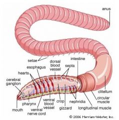 segments, clitellum, mouth, prostomium, anus, pharynx, esophagus, crop, gizzard, intestine, hearts, dorsal blood vessel, seminal vesicles, seminal receptacles, nephridia, ventral blood vessel, ventral nerve cord