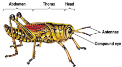 -Thorax is divided into the pro, meso, and meta, each having a pair of legs
     +mouthparts are covered by a labrum, ect
-10 abdominal segments, each with a spiracle or breathing pore.
+The terminal abdominal segment bears the reproductive gen...