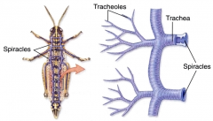 *Romalea* -grasshopper
-flies, grasshoppers, butterflies, beetles, and others
-three separate body regions and six thoracic legs
-ability to fly
-two pairs of wings (outgrowths of the thoracic exoskeleton
-tracheae conduct air