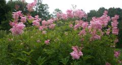 6-8 feet tall, plumey pink flower clusters, astilbe like