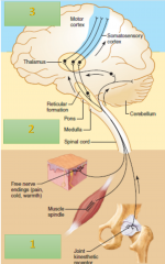 Three main levels of neural integration operate in the somatosensory (or any sensory) system: