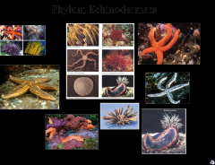 -Sea stars, sea urchins, sand dollars, sea cucumbers
-ossicles: internal skeleton of calcareous plates, spins protrude
-Deuterostomes
-radially symmetrical
-Adults: bodies have a ring of five repetitive parts
-Larvae: bilaterally symmetrical
...