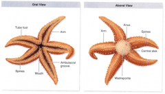 *Asterias* (Sea Stars)
-mouth is at the center of the lower, oral surface
-anus is on the upper, aboral surface
-dermal gills surround the blunt spines and used for respiration by diffusion and pincerlike pedicellariae used to remove debris fro...