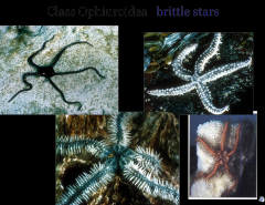 -Brittle Stars (Ophioderma)
-Ossicles are typically thick and have attached muscular
-crawl rapidly