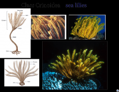 -Sea Lilies and Feather stars
-their oral surface (mouth and anus) usually faces up.
-highly branched and feathery arms
-filter feed