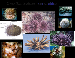 -Sea Urchins and Sand Dollars
-lack arms
-ossicles are fused into a solid shell called a test
-spines are jointed and movable
-spines and tube feet control locomotion
-The small internal structure of five teeth is called Aristotle's lantern.
-