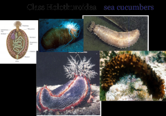 -Sea Cucumbers
-has tentacles
-soft bodies with reduced ossicles and few spines
-tentacles secrete a mucus that captures small floating organisms
-under stress=evisceration